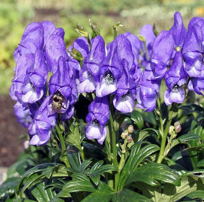 Aconitum cammarum 'Blue Lagoon'
